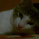 George Vlad's Photo